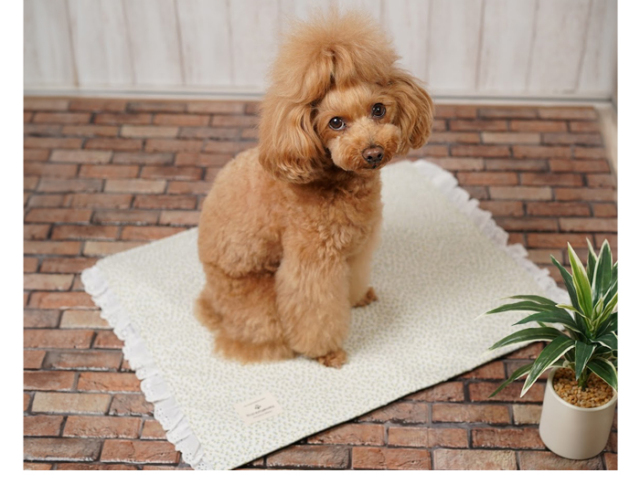 可愛い小型犬用アクセサリー通販 鎌倉DOG シフォンリボンネックレス