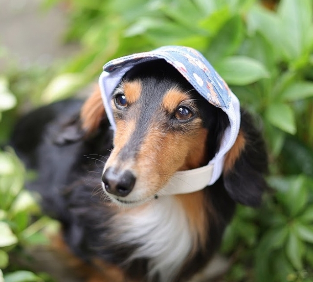 ワン！くまさんアメリカンドック ワン！くまさんアメリカンドック br-643_coordinate02.jpg