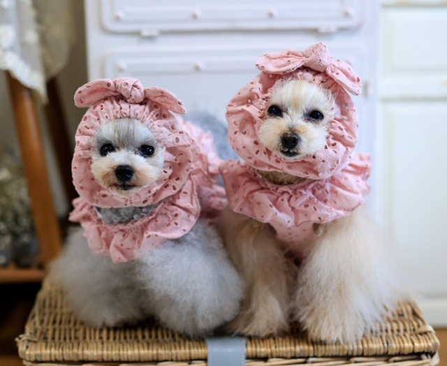 フリルレースハーネス・リード 可愛い小型犬の洋服通販 鎌倉ドッグ