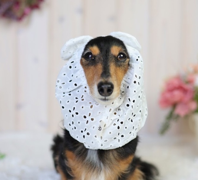 コットンレーススヌード 可愛い小型犬の洋服通販 鎌倉ドッグ