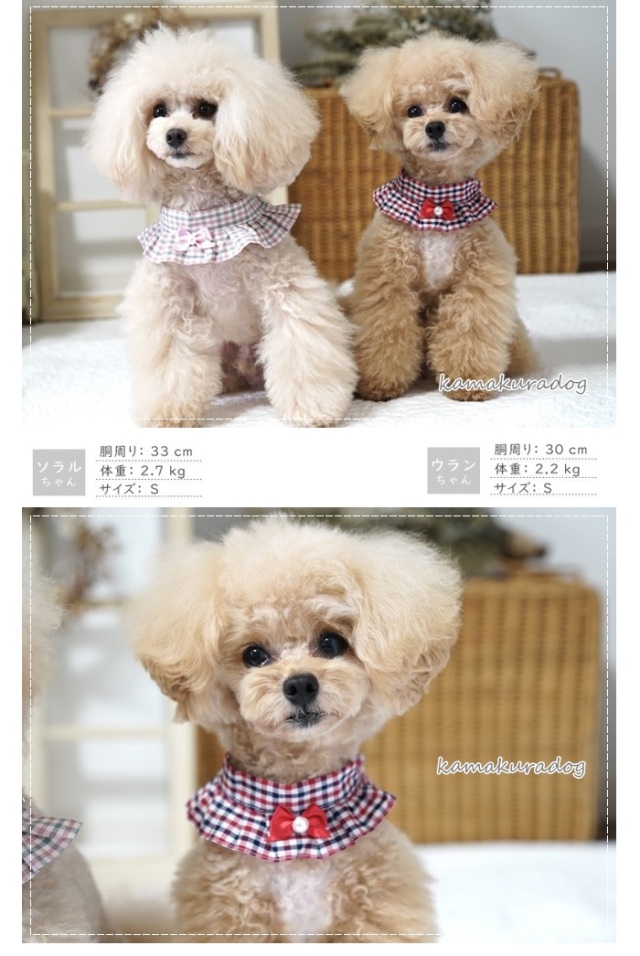 【新品】W143♡ボリュームフリル♡もふもふケ-プ防寒着ネックレス付-小型犬 w562a.jpg