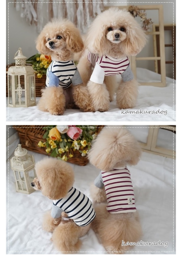 鎌倉ドッグ　kamakura dog ショート丈まとめ売り　Mサイズ 楽天市場】【 犬 服 ショート丈 ボーダー 】 ショート丈