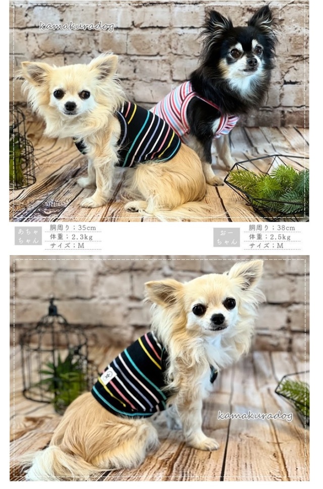 可愛い小型犬の洋服通販 鎌倉ドッグ リフレッシュボーダーキャミソール