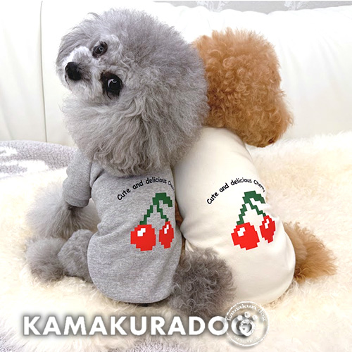 約8kg前後の小型犬向け限定セール開催中！フレンチブルドッグや
