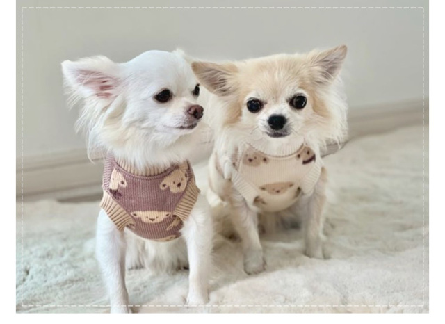 マフラーワンちゃんニット 可愛い小型犬の洋服通販 鎌倉ドッグ