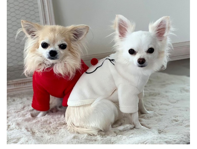 クリスマスアソートトップス 可愛い小型犬の洋服通販 鎌倉ドッグ