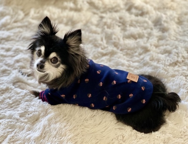 どんぐりの森トップス 可愛い小型犬の洋服通販 鎌倉ドッグ