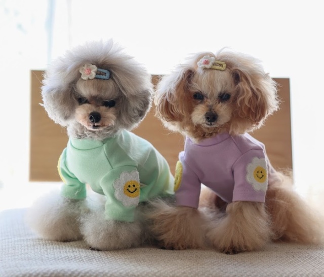 デイジースマイルトップス 可愛い小型犬の洋服通販 鎌倉ドッグ