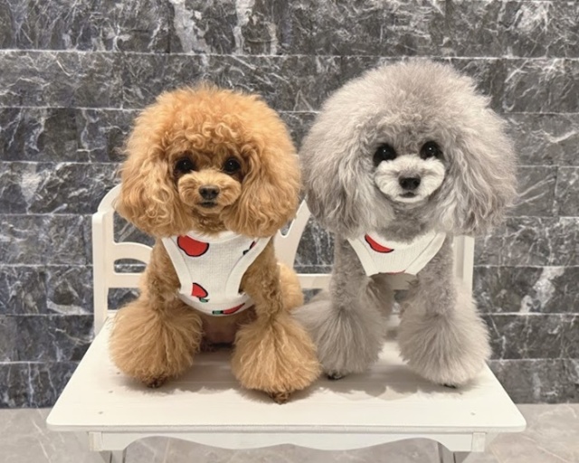 アップルレースショート丈 可愛い小型犬の洋服通販 鎌倉ドッグ