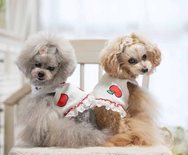アップルレースショート丈 可愛い小型犬の洋服通販 鎌倉ドッグ