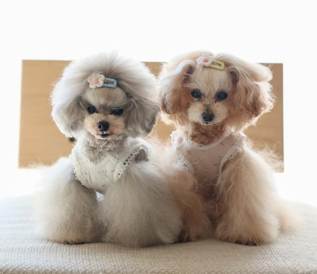 オーダー可＊ハンドメイド犬服＊フリル袖タンク・バニーちゃんピンク オーダー可＊ハンドメイド犬服＊フリル袖タンク・バニーちゃんピンク