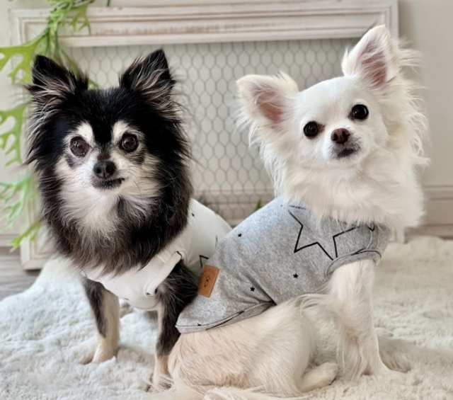 ステラタンク＆トップス＆つなぎ 可愛い小型犬の洋服通販 鎌倉ドッグ
