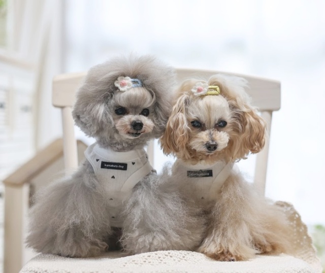 リトルハートショート丈 可愛い小型犬の洋服通販 鎌倉ドッグ