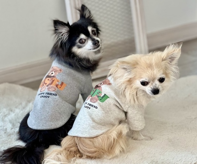 MBTIベアトップス 可愛い小型犬の洋服通販 鎌倉ドッグ