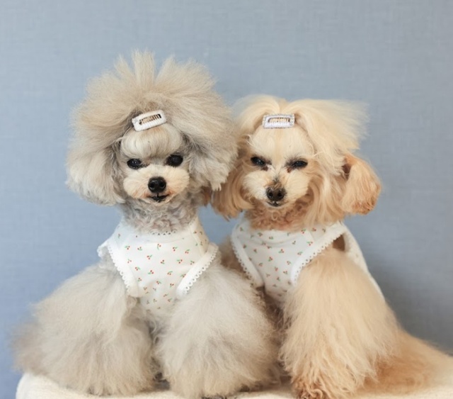 さくらんぼレースタンク 可愛い小型犬の洋服通販 鎌倉ドッグ