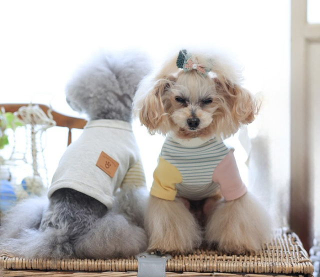 ショート丈鎌倉ボーダー's 可愛い小型犬の洋服通販 鎌倉ドッグ