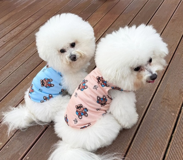 クールサマーベア防虫タンク 可愛い小型犬の洋服通販 鎌倉ドッグ
