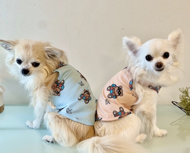 クールサマーベア防虫タンク 可愛い小型犬の洋服通販 鎌倉ドッグ