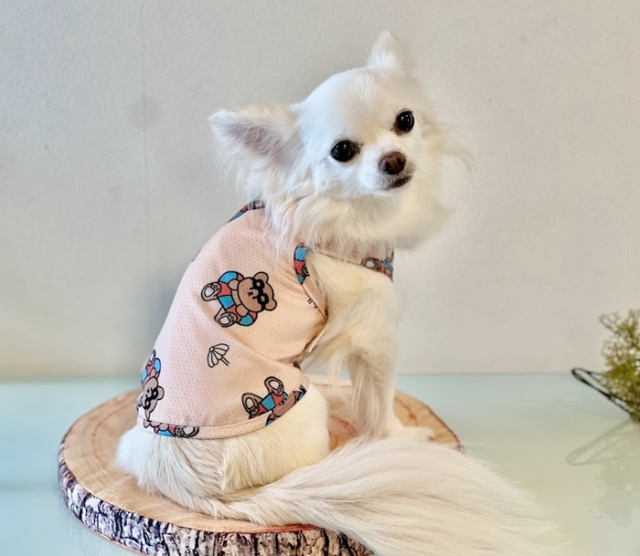 クールサマーベア防虫タンク 可愛い小型犬の洋服通販 鎌倉ドッグ