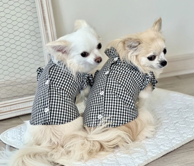フリルカラーブラウス 可愛い小型犬の洋服通販 鎌倉ドッグ