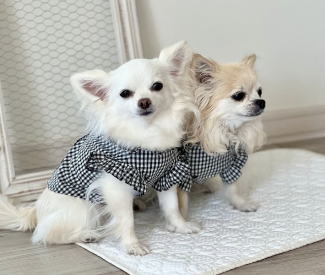フリルカラーブラウス 可愛い小型犬の洋服通販 鎌倉ドッグ