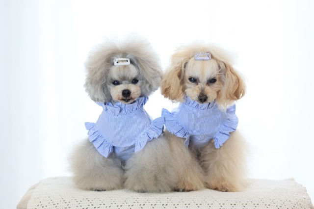 フリルカラーブラウス 可愛い小型犬の洋服通販 鎌倉ドッグ