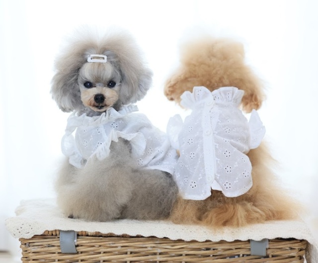 フリルカラーブラウス 可愛い小型犬の洋服通販 鎌倉ドッグ
