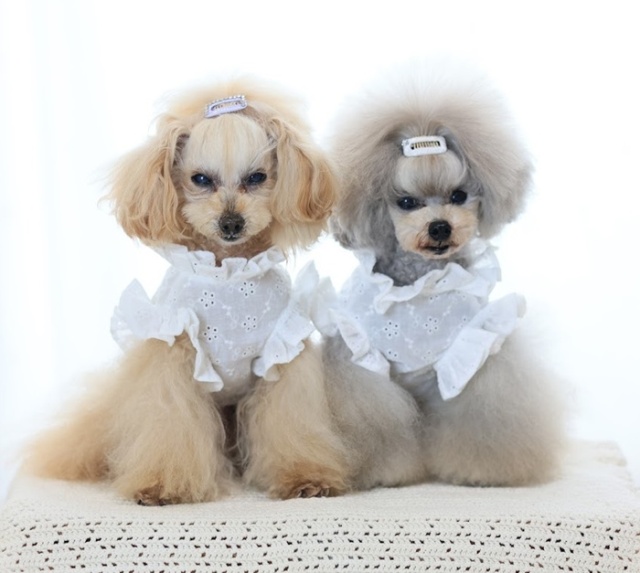 フリルカラーブラウス 可愛い小型犬の洋服通販 鎌倉ドッグ