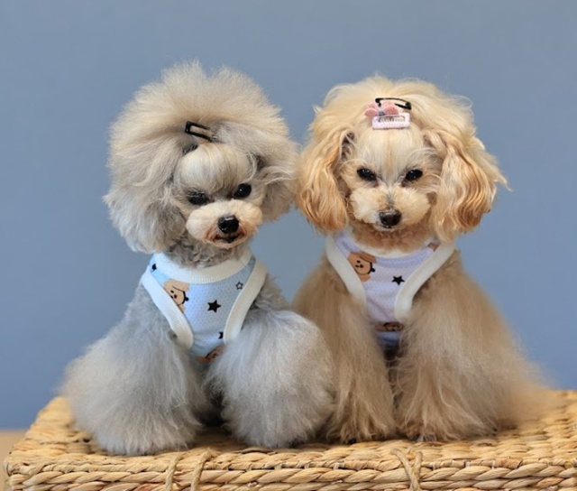 COOLプードルメッシュタンク 可愛い小型犬の洋服通販 鎌倉ドッグ