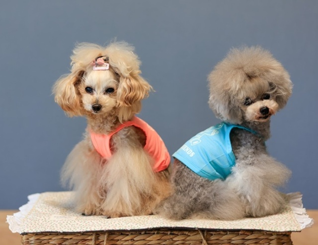 光るCOOLメッシュキャミ 可愛い小型犬の洋服通販 鎌倉ドッグ