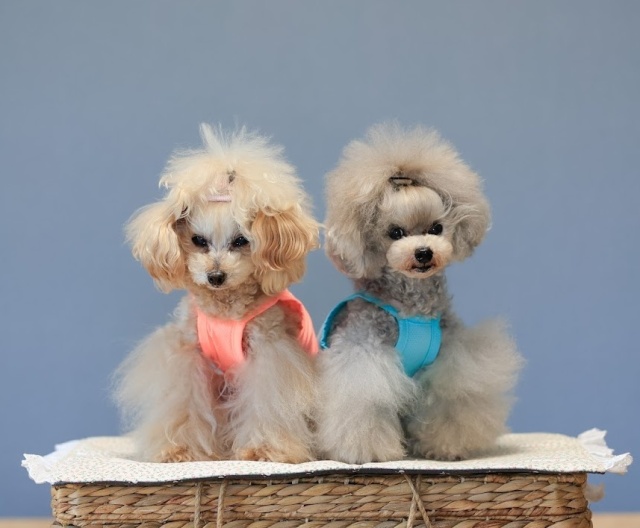 光るCOOLメッシュキャミ 可愛い小型犬の洋服通販 鎌倉ドッグ