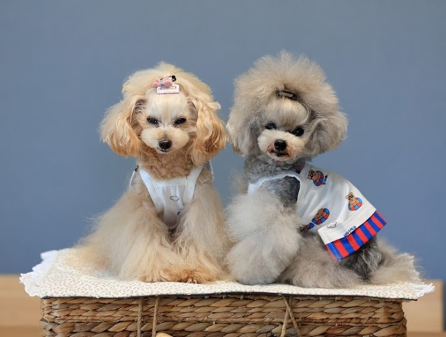 ハンドメイド♡犬服　 くまさん柄のバルーンキャミワンピース ハンドメイド♡犬服 リップル生地のバルーンキャミワンピース