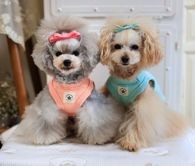 未使用 COACH コーチ ドッグカラー 小型犬様 ドット柄 公式】コーチ