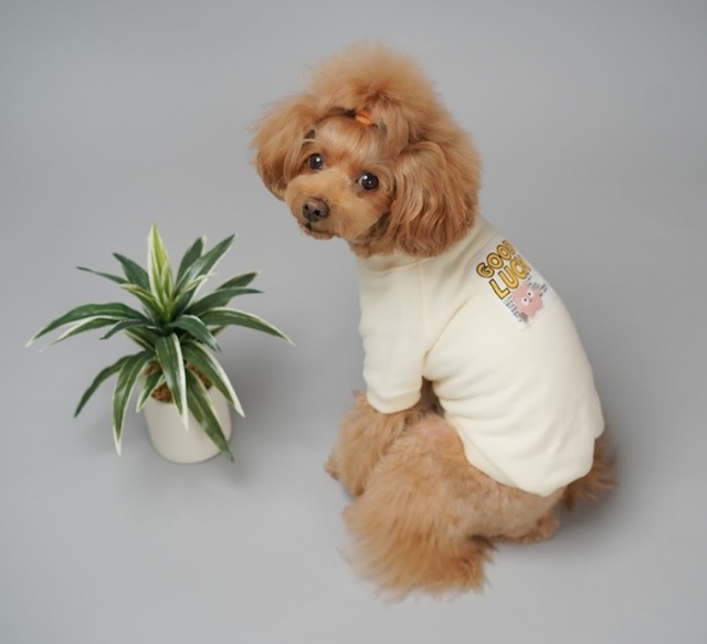 グッドラックトレーナー 可愛い小型犬の洋服通販 鎌倉ドッグ