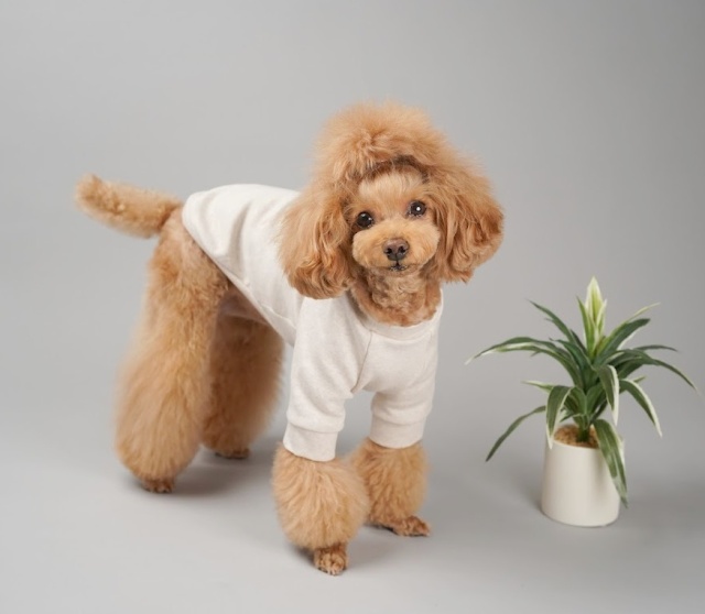 15thアニバーサリートップス 可愛い小型犬の洋服通販 鎌倉ドッグ