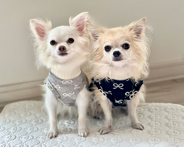 リボンドールハイネック 可愛い小型犬の洋服通販 鎌倉ドッグ