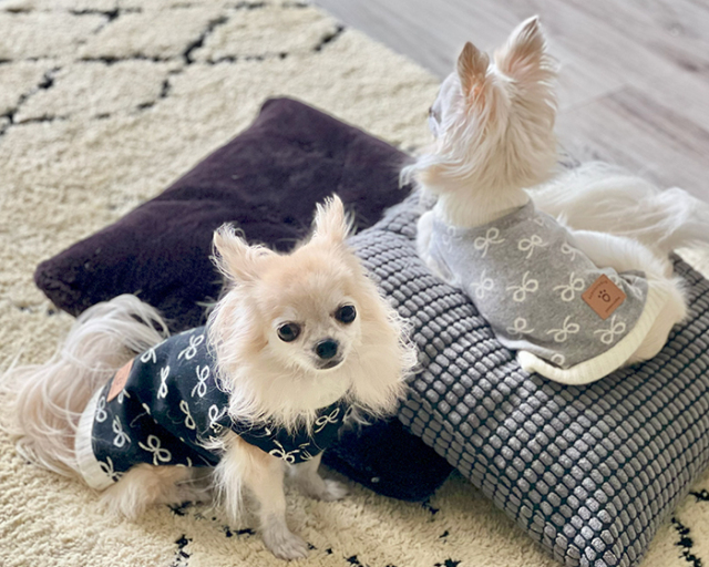 リボンドールハイネック 可愛い小型犬の洋服通販 鎌倉ドッグ