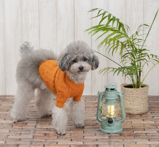 トラッドケーブルニット 可愛い小型犬の洋服通販 鎌倉ドッグ