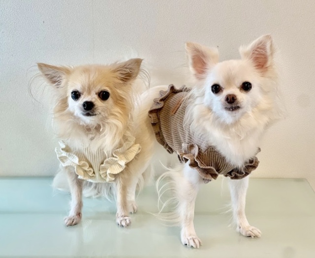フレンチフリルトップス 可愛い小型犬の洋服通販 鎌倉ドッグ