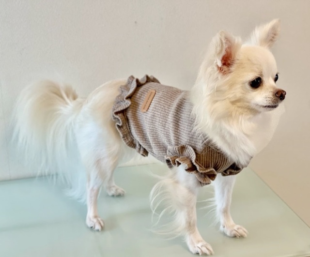 フレンチフリルトップス 可愛い小型犬の洋服通販 鎌倉ドッグ
