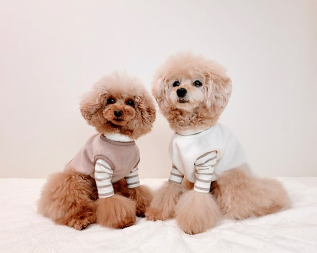 コージーフリースベスト 可愛い小型犬の洋服通販 鎌倉ドッグ