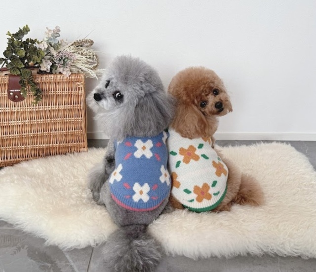 フラワリーニット 可愛い小型犬の洋服通販 鎌倉ドッグ