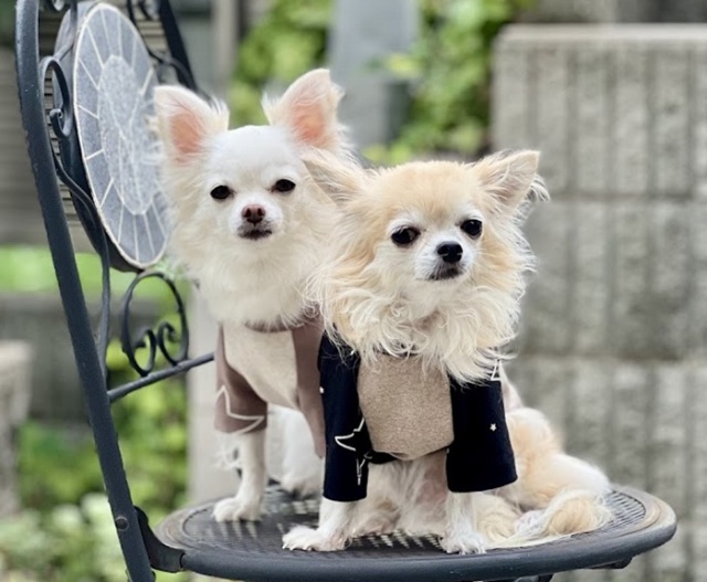 ☆ラグランステラT 可愛い小型犬の洋服通販 鎌倉ドッグ