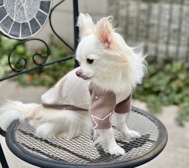 ⭐︎犬服⭐︎handmade ラグラン ☆ラグランステラT 可愛い小型犬の洋服通販 鎌倉ドッグ