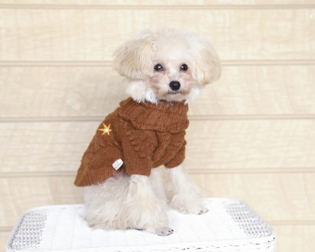 ☆ Haru☆様　ハンドメイド犬服ニット☆ 楽天市場】マンダリンブラザーズ ニット 冬 犬 服 ニット 冬服
