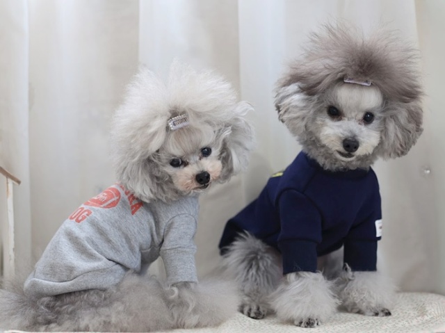 15thキャンパストレーナー 可愛い小型犬の洋服通販 鎌倉ドッグ