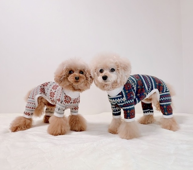 北欧あたたかニット 可愛い小型犬の洋服通販 鎌倉ドッグ