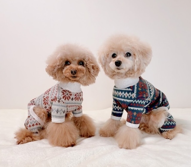 北欧あたたかニット 可愛い小型犬の洋服通販 鎌倉ドッグ