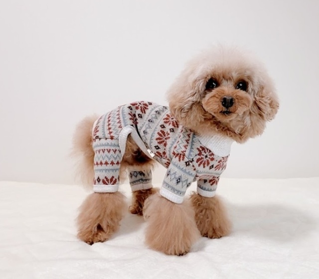 北欧あたたかニット 可愛い小型犬の洋服通販 鎌倉ドッグ