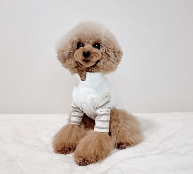 ソフトタッチベスト 可愛い小型犬の洋服通販 鎌倉ドッグ